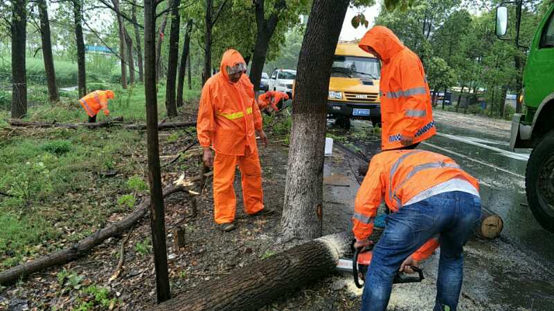 暴雨天气致树木倾倒 ，公司及时组织清障